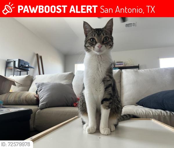 Lost Male Cat last seen Evans and TPC pkwy area, San Antonio, TX 78259