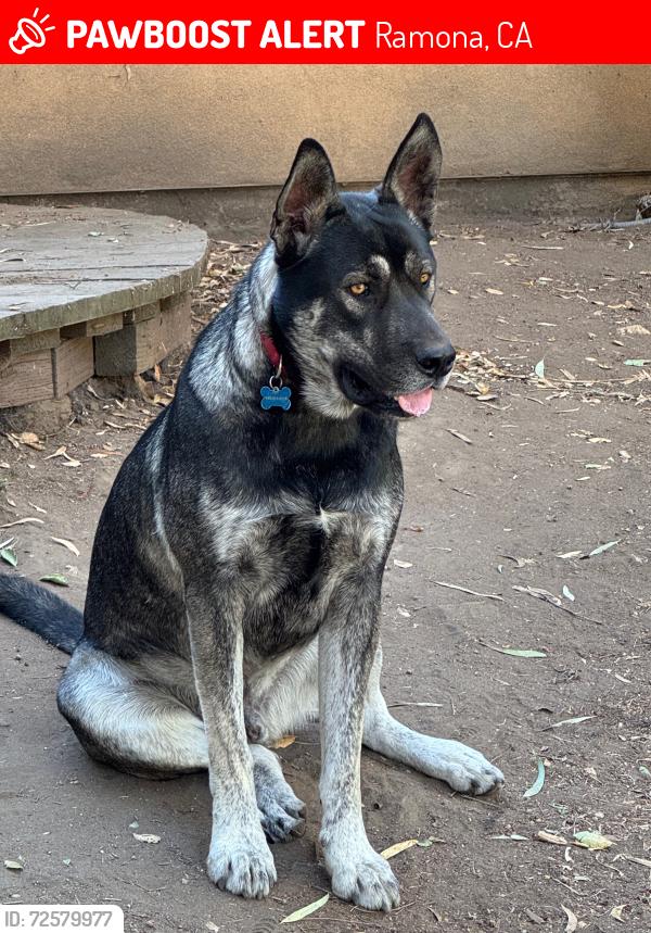 Lost Male Dog last seen Near Old Julian Trail/ Old Julian Hwy, Ramona, Ca, Ramona, CA 92065