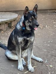 Lost Male Dog last seen Near Old Julian Trail/ Old Julian Hwy, Ramona, Ca, Ramona, CA 92065