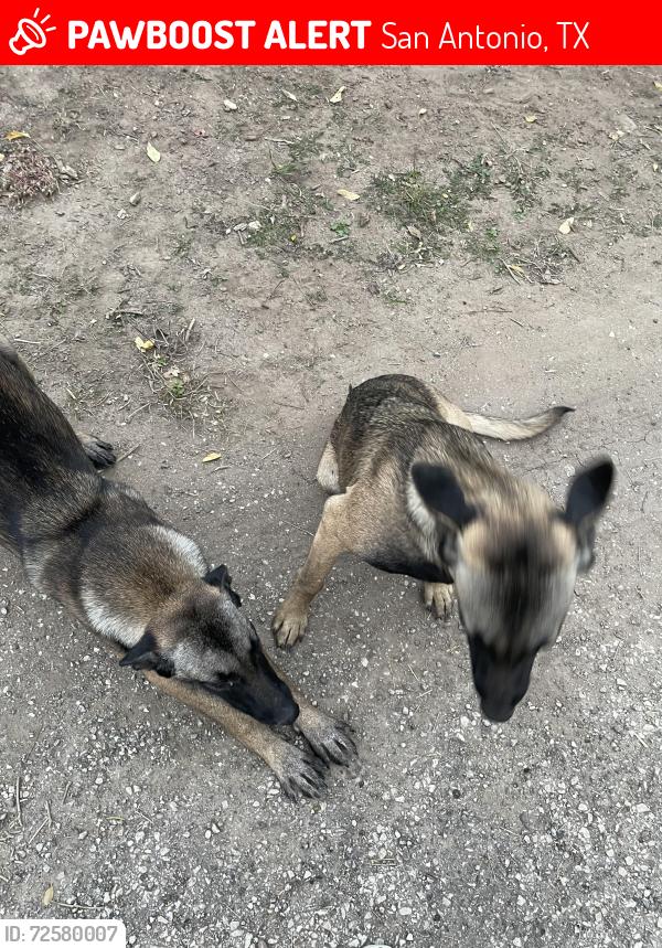 Lost Female Dog last seen Southcross and Roosevelt , San Antonio, TX 78214