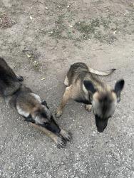 Lost Female Dog last seen Southcross and Roosevelt , San Antonio, TX 78214