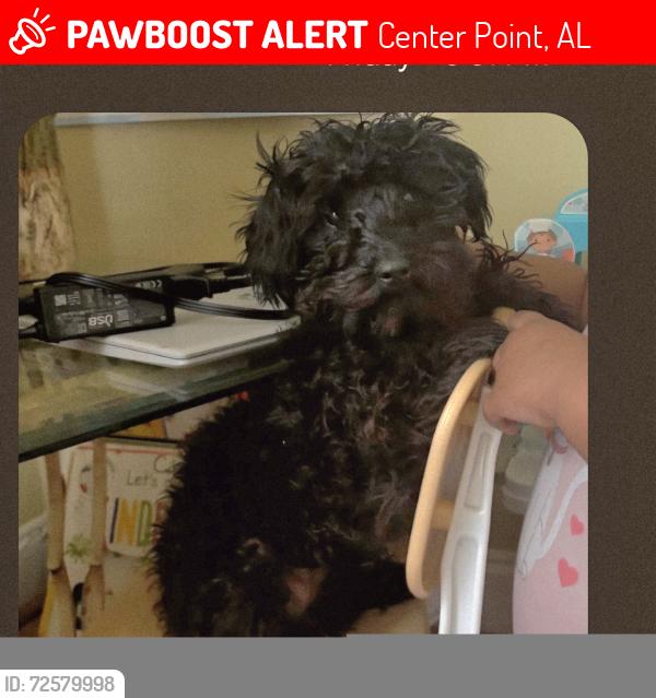 Lost Male Dog last seen 21st Street NW and Carson Road , Center Point, AL 35215