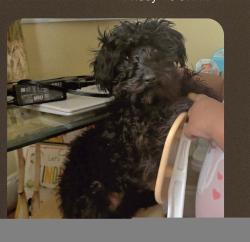 Lost Male Dog last seen 21st Street NW and Carson Road , Center Point, AL 35215