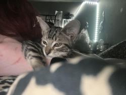 Lost Female Cat last seen There is a wallgreens on highland n del Rosa and a church on Del Rosa dr , San Bernardino, CA 92404