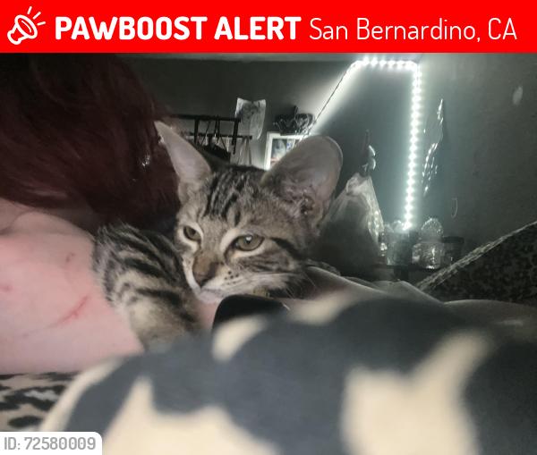 Lost Female Cat last seen There is a wallgreens on highland n del Rosa and a church on Del Rosa dr , San Bernardino, CA 92404