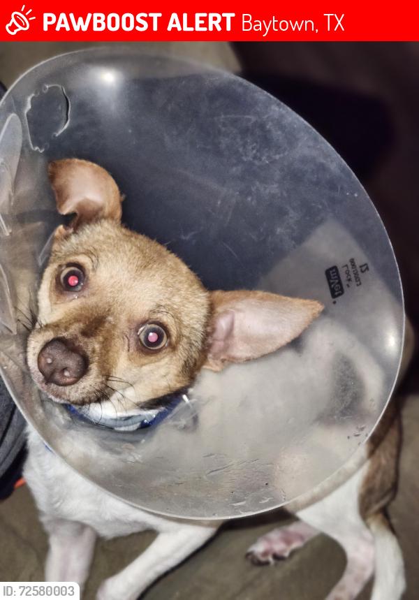 Lost Male Dog last seen Near Wright Boulevard Baytown TX 77520, Baytown, TX 77520
