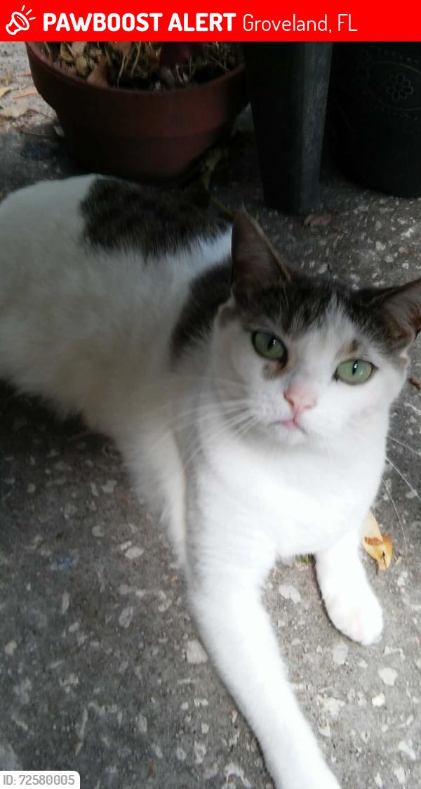 Lost Female Cat last seen Empire Church rd and Mascotte Empire Rd., Groveland, FL 34736