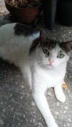 Lost Female Cat last seen Empire Church rd and Mascotte Empire Rd., Groveland, FL 34736