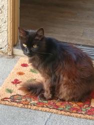Lost Male Cat last seen Sunset Ridge apmts, Santa Ana, CA 92703