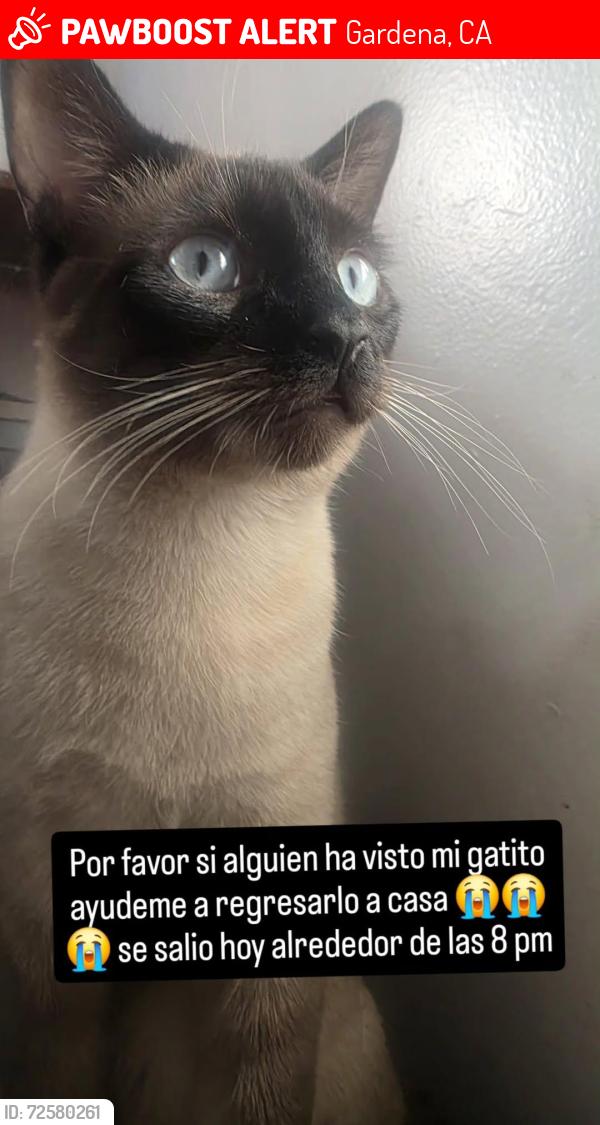 Lost Male Cat last seen Near s vermont, Gardena, CA 90247