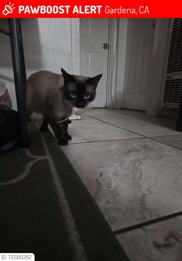 Lost Male Cat last seen 135th street , Gardena, CA 90247