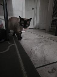 Lost Male Cat last seen 135th street , Gardena, CA 90247