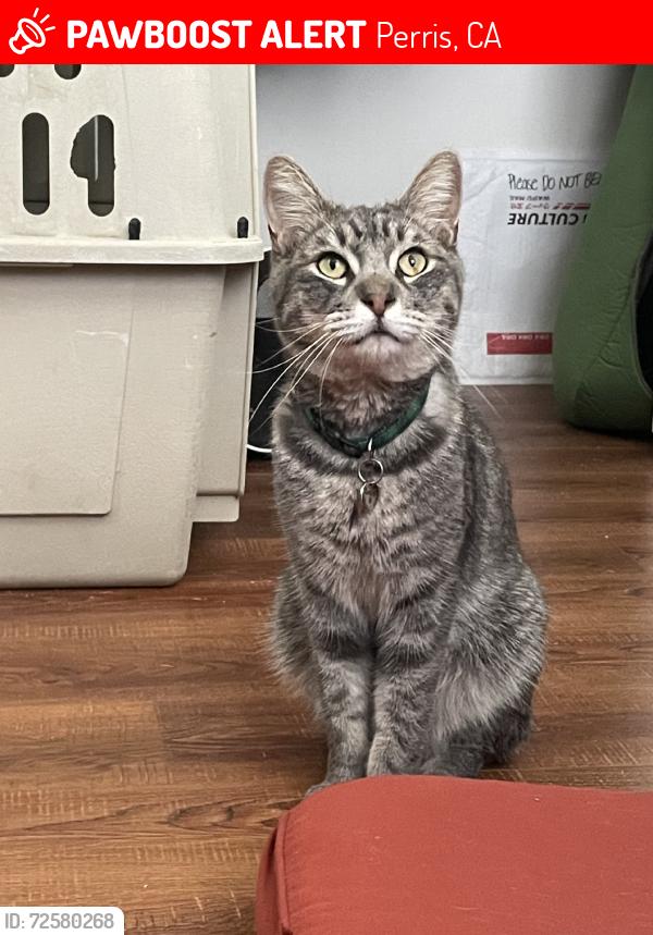Lost Male Cat last seen Murrieta Rd, Willson ave, and ladybell way, Perris, CA 92571