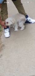 Lost Male Dog last seen Pope park, Park st area hillside and zion area, Hartford, CT 06106