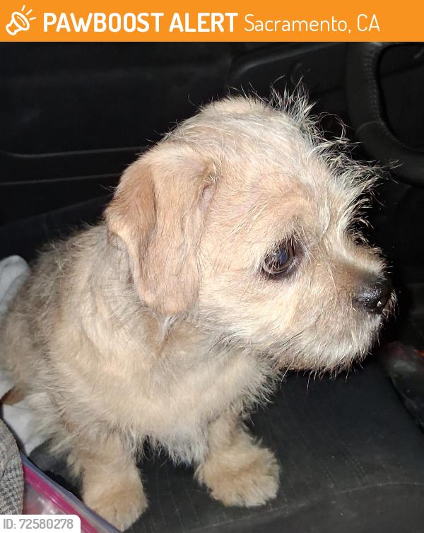 Found/Stray Male Dog last seen Diablo and Elkhorn , Sacramento, CA 95842