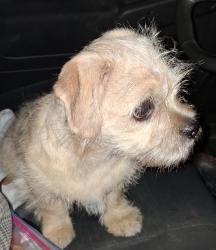 Found/Stray Male Dog last seen Diablo and Elkhorn , Sacramento, CA 95842