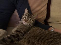 Found/Stray Unknown Cat last seen Sunset and Donheny, West Hollywood, CA 90069