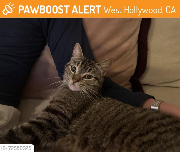 Found/Stray Unknown Cat last seen Sunset and Donheny, West Hollywood, CA 90069