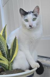 Lost Female Cat last seen Bishop Museum / Kamehameha Shopping Center area, Honolulu, HI 96817