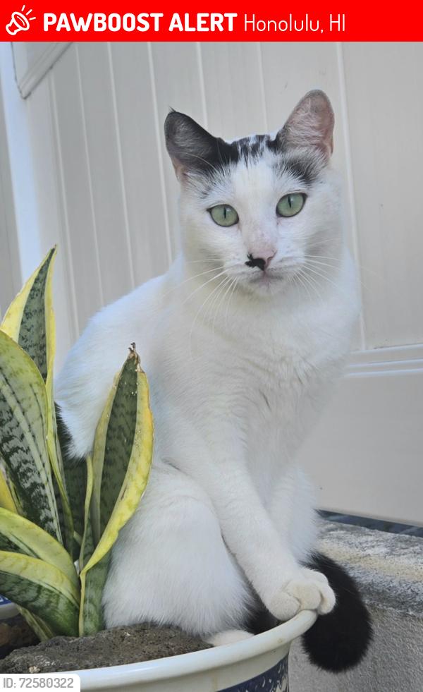 Lost Female Cat last seen Bishop Museum / Kamehameha Shopping Center area, Honolulu, HI 96817