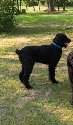 Lost Male Dog last seen Hazy hollow , Magnolia, TX 77354