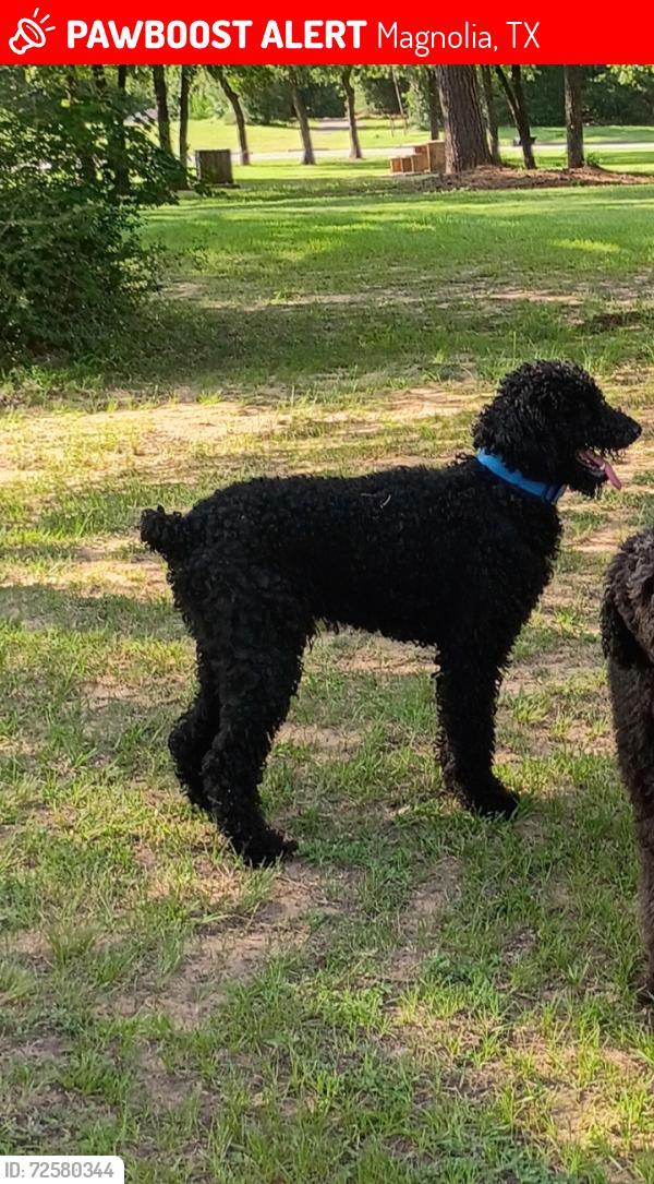Lost Male Dog last seen Hazy hollow , Magnolia, TX 77354