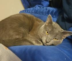 Lost Male Cat last seen Granbury Historic District, Granbury, TX 76048