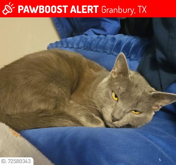 Lost Male Cat last seen Granbury Historic District, Granbury, TX 76048
