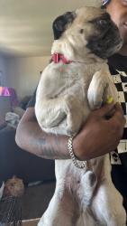 Lost Male Dog last seen Rodin & East Ave I, Lancaster, CA 93535