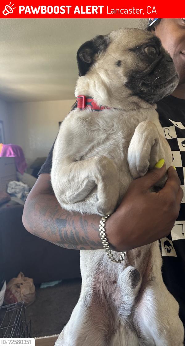 Lost Male Dog last seen Rodin & East Ave I, Lancaster, CA 93535