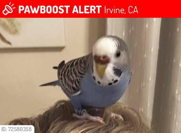 Lost Female Bird last seen Argent circle and Ranch Park, Irvine, CA 92604