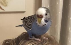 Lost Female Bird last seen Argent circle and Ranch Park, Irvine, CA 92604