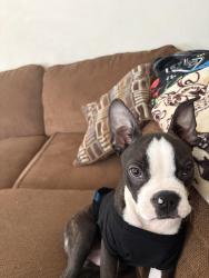 Lost Male Dog last seen near Muscovy , San Bernardino, CA 92411