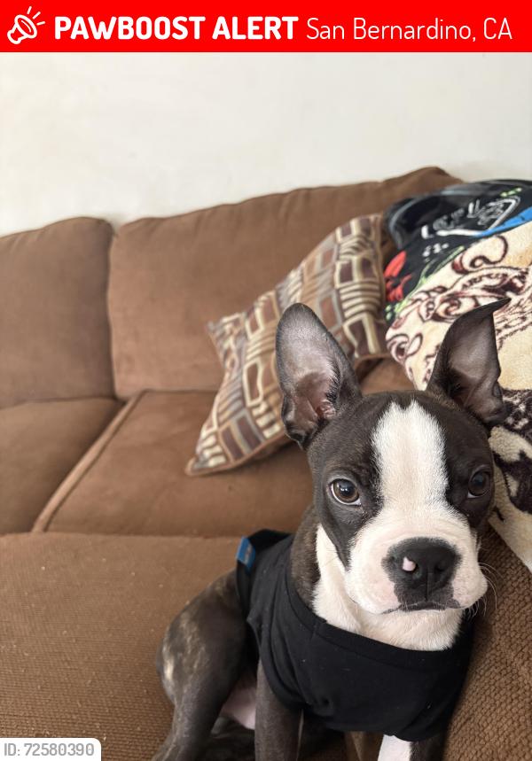 Lost Male Dog last seen near Muscovy , San Bernardino, CA 92411