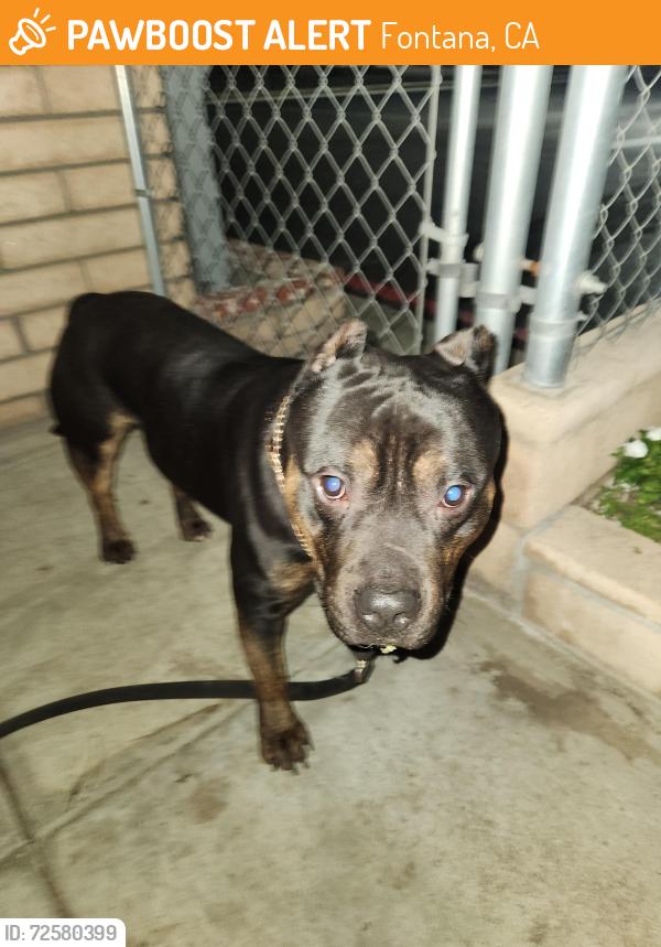 Found/Stray Male Dog last seen Sierra & Slover, Fontana, CA 92337