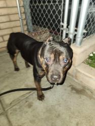 Found/Stray Male Dog last seen Sierra & Slover, Fontana, CA 92337