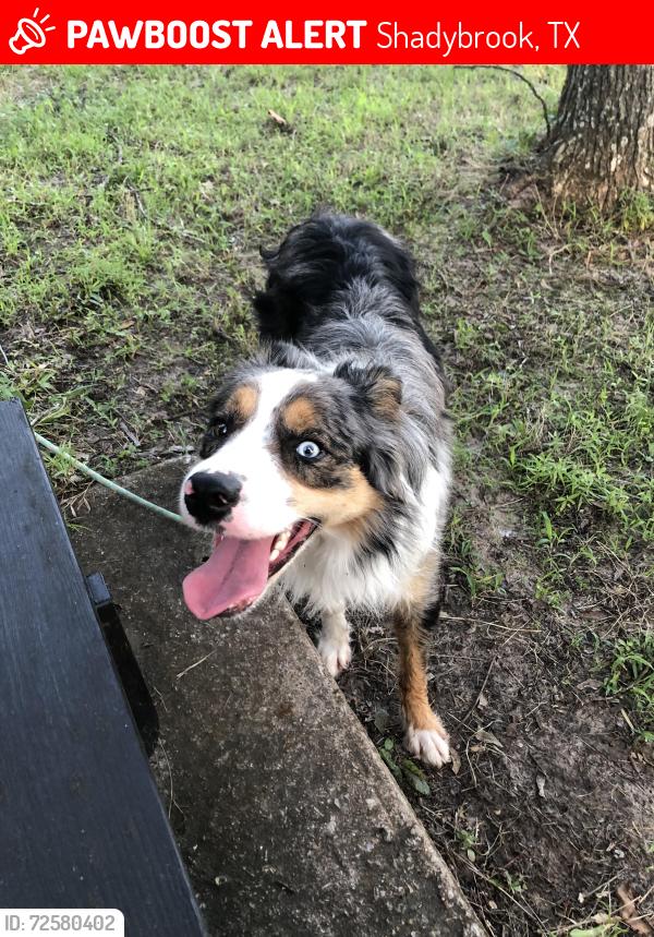 Lost Male Dog last seen Caroline Ln, Shadybrook, TX 75757