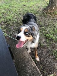 Lost Male Dog last seen Caroline Ln, Shadybrook, TX 75757