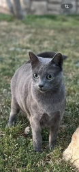 Lost Male Cat last seen Near clbh dr, Parker, CO 80138