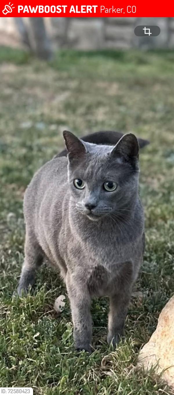 Lost Male Cat last seen Near clbh dr, Parker, CO 80138