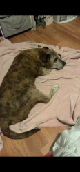 Lost Male Dog last seen Spencer , Modesto , Ca, Modesto, CA 95351