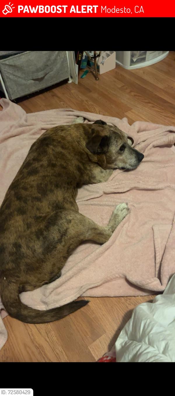 Lost Male Dog last seen Spencer , Modesto , Ca, Modesto, CA 95351