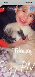 Lost Female Dog last seen Washburn university , Topeka, KS 66611