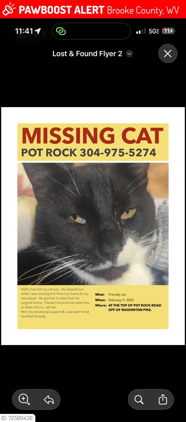 Lost Male Cat last seen Drovers inn.  Washington pike. Pot rock road. , Brooke County, WV 26070