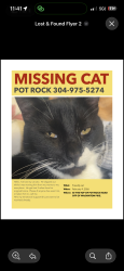 Lost Male Cat last seen Drovers inn.  Washington pike. Pot rock road. , Brooke County, WV 26070