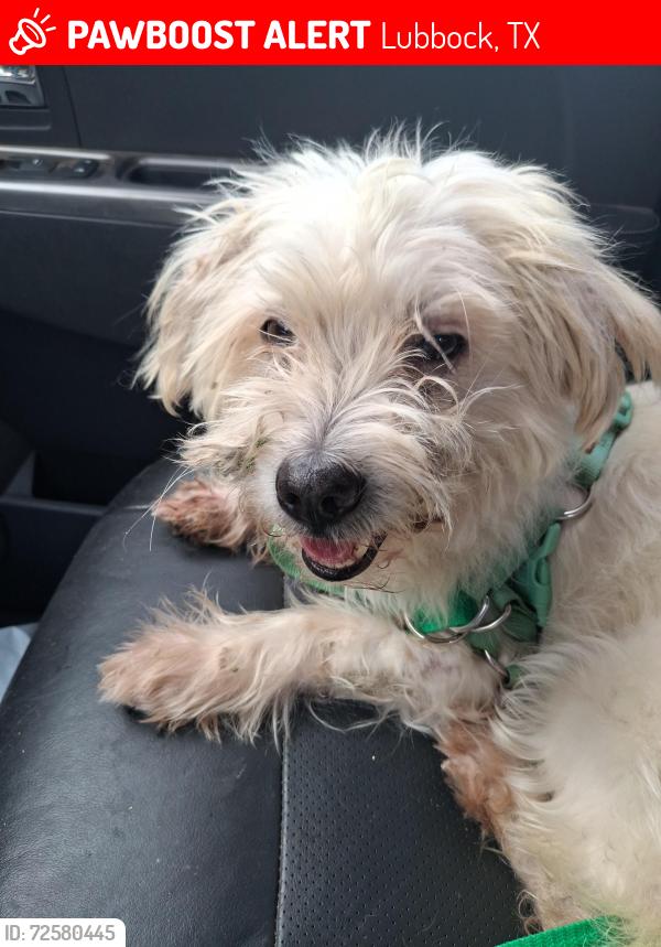 Lost Male Dog last seen 27th Street and Avenue P, Lubbock, TX 79411