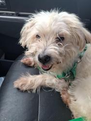 Lost Male Dog last seen 27th Street and Avenue P, Lubbock, TX 79411