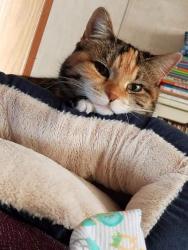 Lost Female Cat last seen Germane Ave, Lost from Cedar Knolls, Apple Valley, MN 55124