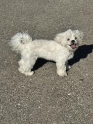 Lost Female Dog last seen Near Anzio dr, Dallas, TX 75224