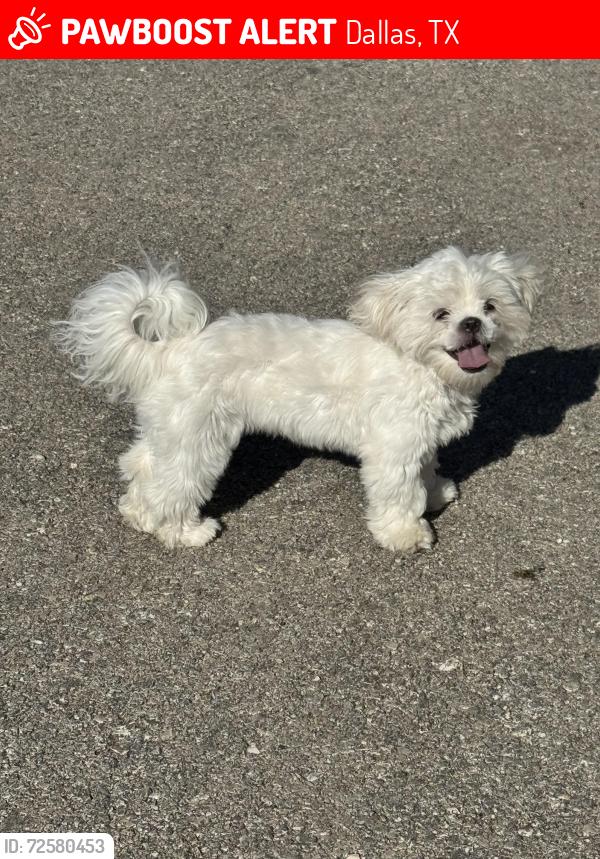 Lost Female Dog last seen Near Anzio dr, Dallas, TX 75224